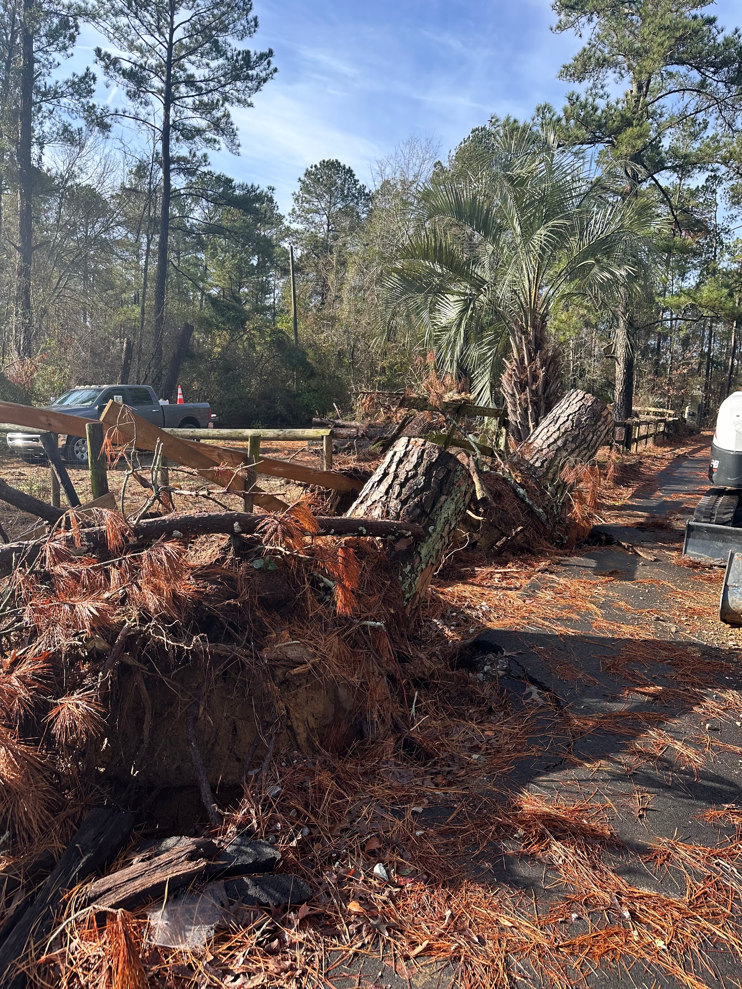 Before: Stump Grinding — Beech Island, SC