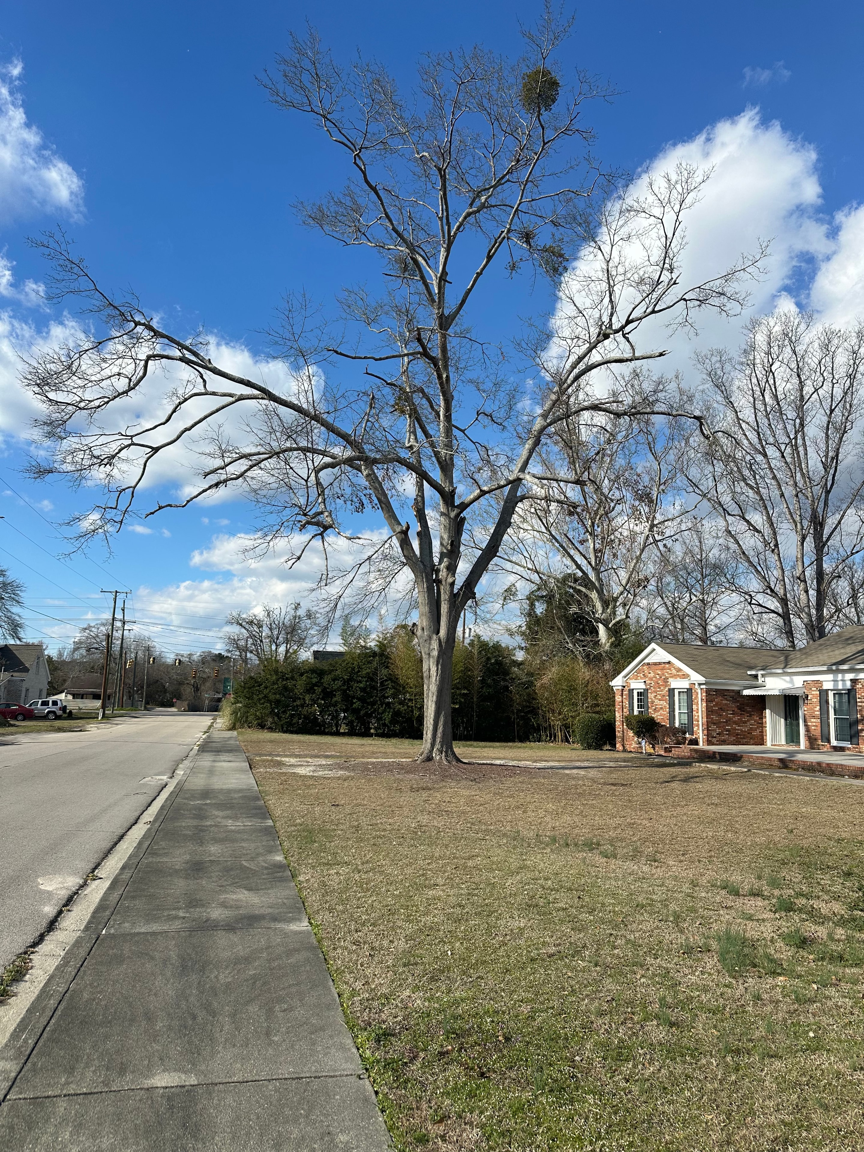 Before: Tree Removal — Bath, SC
