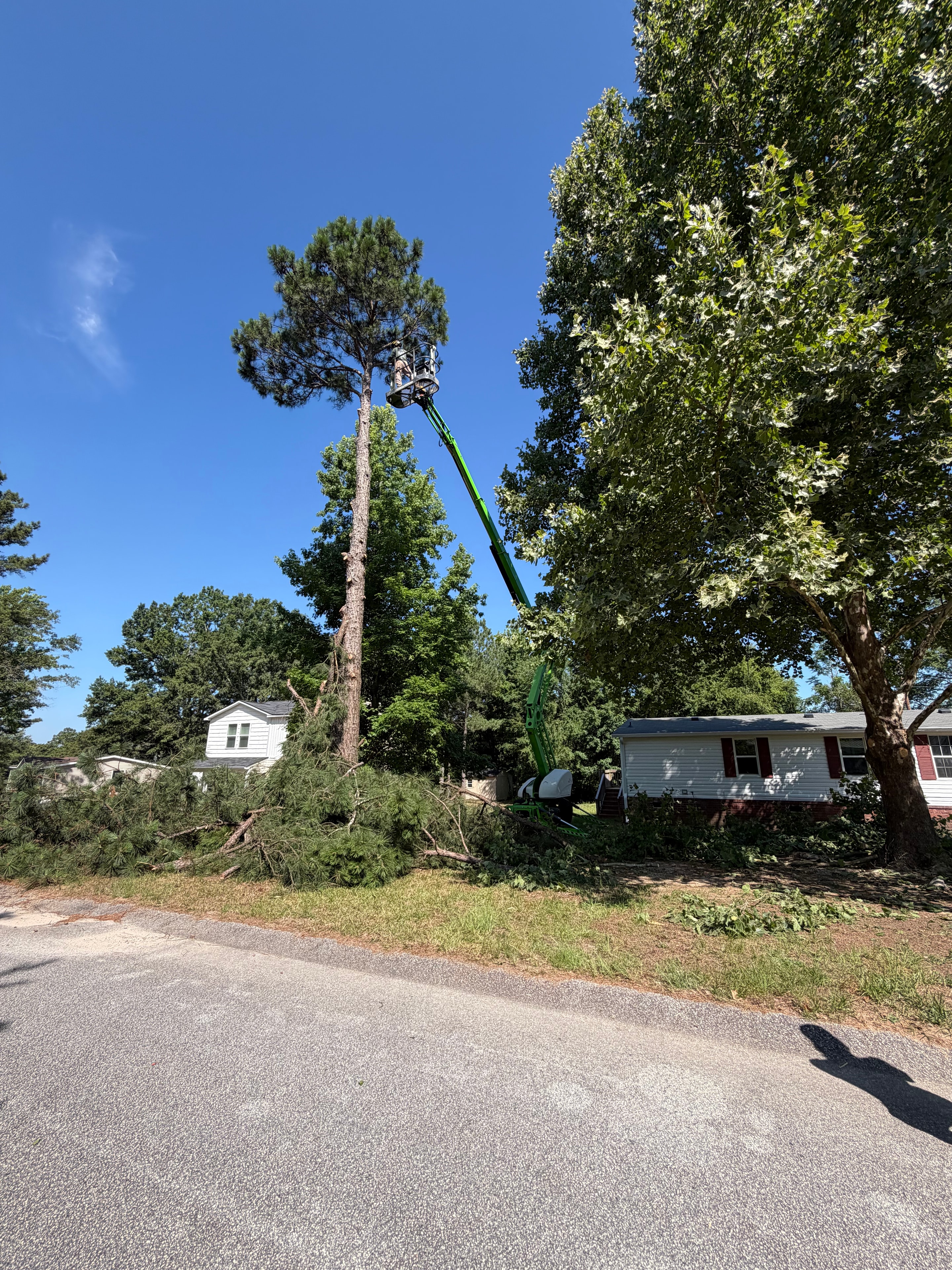 Tree Trimming & Removal